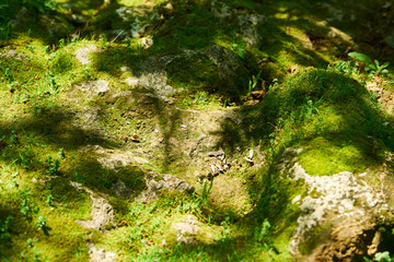 Spring in the forest