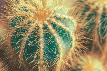 Macro view of green pilosocereus cactus with long soft yellow abundant spines as a background