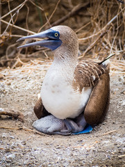 Blue-legged gannet with a chick on the island of La Plata in Ecuador
