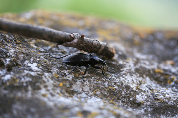 Crimean ground beetle, Сarabus (Procerus) scabrosus tauricus