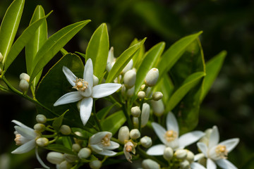 orange tree branch and blossoms. close up flower photo