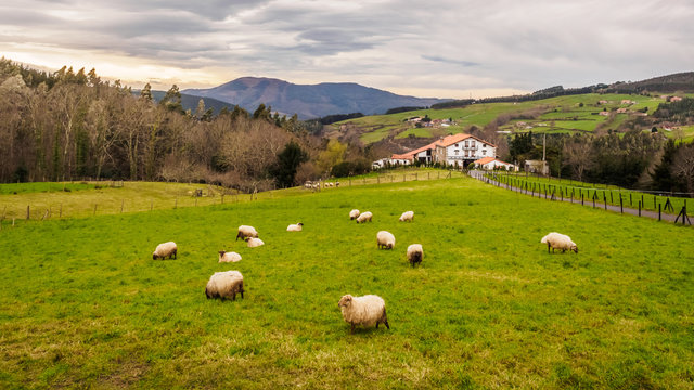 Farm house of the Basque Country with a flock of sheep on a cloudy day