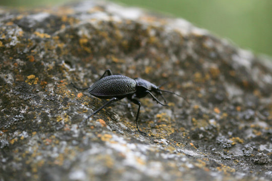 Crimean ground beetle, Сarabus (Procerus) scabrosus tauricus