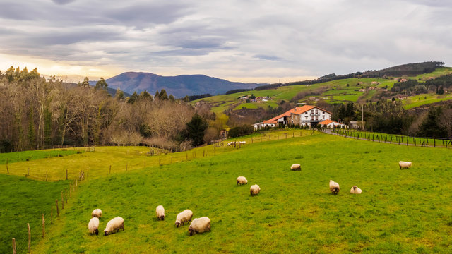 Farm house of the Basque Country with a flock of sheep on a cloudy day