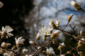branch of willow