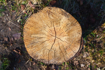 Wood tree cross section slice texture.