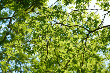 Spring in the forest