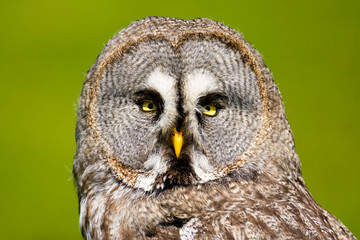 European Grey Owl (Strix Nebulosa)