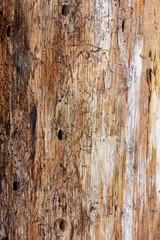 Distressed wood grain background of an old pine tree ~GRAIN~