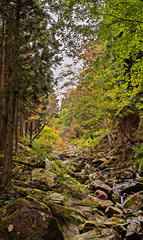 Obraz premium 兵庫県・自然林、渓流の始まり