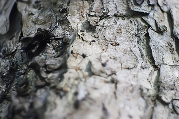texture bark old tree background