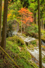 兵庫県・自然林、渓流の始まり