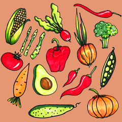 Vegetable set on a pink background. Isolated vegetables. Corn, asparagus, radish, onion, red chili pepper, broccoli, carrots, bell pepper, tomato, avocado, cucumber, pumpkin drawn by hand