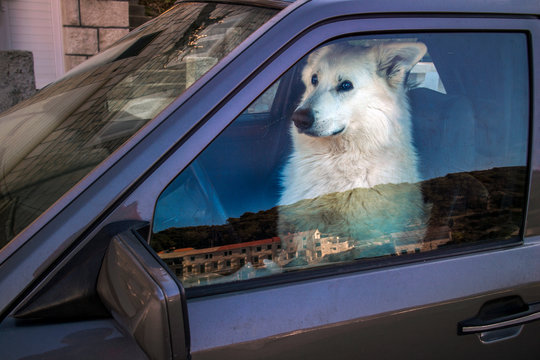 White Dog Swiss Shepherd Sitting On Driver Seat Behind Steering Wheel In The Car