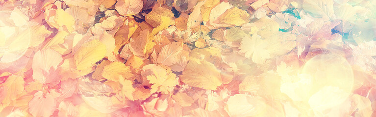 Naklejka na ściany i meble long narrow background autumn leaves /