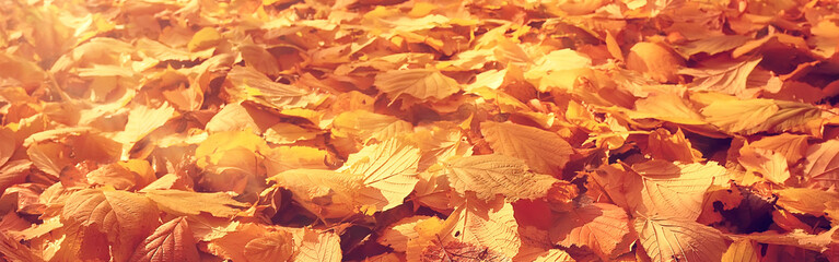 long narrow background autumn leaves 