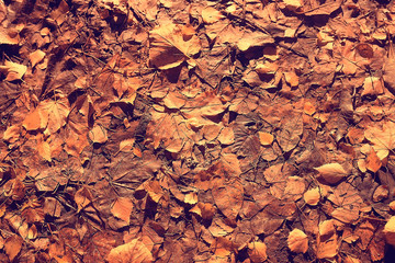 fallen leaves background / 