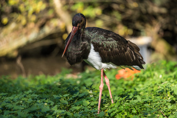 Black stork, Ciconia nigra in a german nature park