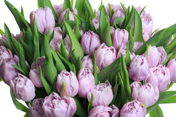 A large bouquet of lilac tulips isolated on white background.