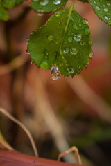 water drops on a green leaf