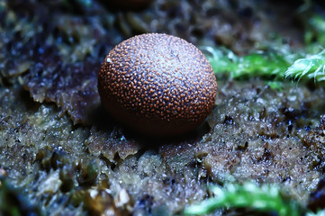 small mushrooms macro / nature forest, strong increase in poisonous mushrooms mold
