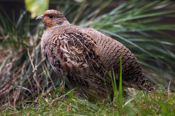 Ein Rebhuhn auf einer Wiese vor Waldrand in der Seitenansicht