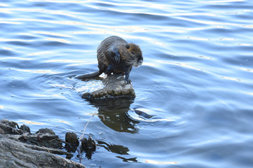 coypu in the water
