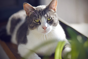 Striped gray beautiful cat with expressive bright eyes lies on the windowsill near the window and plants and basks in the sun