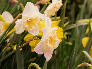 White daffodil close up. Daffodils on a dark background.