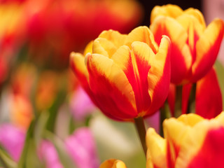 Terry yellow-red tulips. Tulips close up. Selective focus.