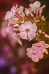 Pink summer flowers. Beautiful flowers . Live flowers.