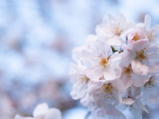 Cherry Blossoms sakura