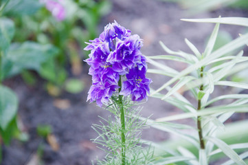 spring bloom. nature environment, ecology. summer garden. villatic holiday season. Delphinium flower blooming. morning. larkspur flowerbed. Delphinium flower candle. Taking good care of plants