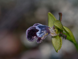 Ophrys cinereophila, Crete, Greece