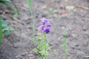 Delphinium flower candle. Delphinium flower blooming. morning. larkspur flowerbed. spring bloom. nature environment, ecology. summer garden. villatic holiday season. soils and fertilizers