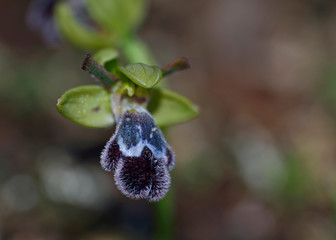 Ophrys cinereophila, Crete, Greece