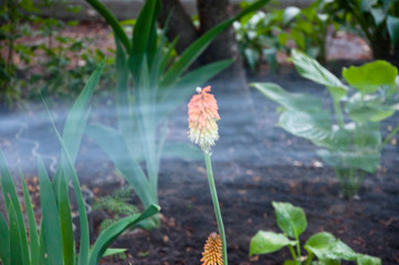 spring. nature and environment. watering summer garden. water for flower of knofofiya flowerbed. Kniphophia called tritoma. Kniphofia flower. villatic holiday season. Working in green environment