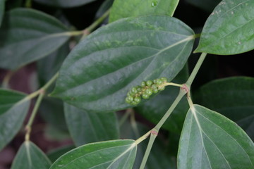 Piper nigrum Linn, Pepper