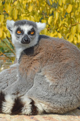Isolated single meerkat colorful background
