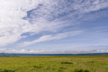 Fototapeta na wymiar Landscape with animal in Ngorongoro Tanzania