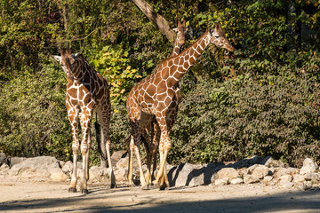 The giraffe, Giraffa camelopardalis is an African mammal