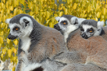 Group of watching surricatas outdoor
