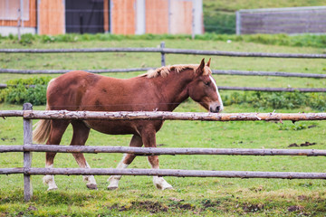portrait of horse on the outside