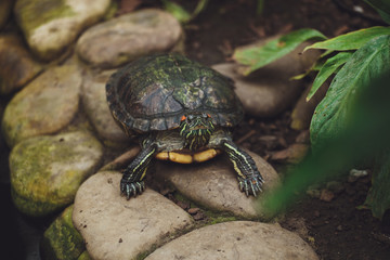 Beautiful turtle lies on the stones. Close-up
