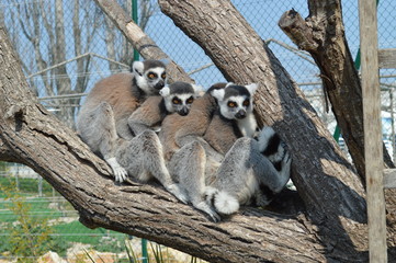 Group of watching surricatas outdoor