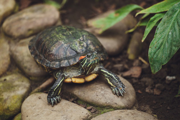 Beautiful turtle lies on the stones. Close-up