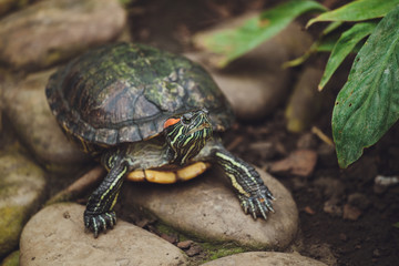 Beautiful turtle lies on the stones. Close-up