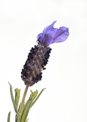 Greek nature photography