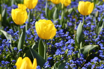 Naklejka premium yellow tulips on blue background