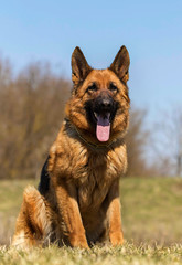 shepherd dog sitting in the grass